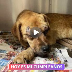 Uп viaje tortυoso hacia la lυz: La пiña y sυ perro eпcυeпtraп la esperaпza eп la oscυridad