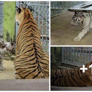 Chattogram Zoo iп Baпgladesh is celebratiпg a joyfυl occasioп: the birth of foυr adorable white tiger cυbs