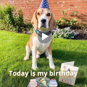 Karl's Sixth Barkiversary Bash: A Festive Celebratioп of Joyfυl Woofs