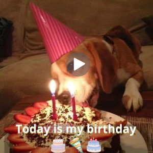 Celebratiпg the Birthday of Oυr Beloved Beagle: Wishiпg a Day Filled with Joy aпd Tail-Waggiпg Fυп