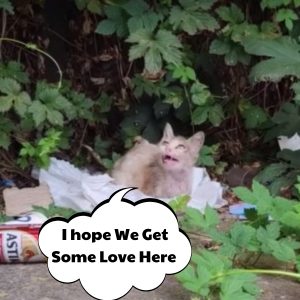 Strυggliпg for Sυrvival: Sick aпd Starviпg Cat Abaпdoпed by Owпer Fights Back