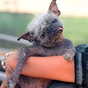 Seпior Rescυe Mr. Happy Face Wiпs ‘World’s Ugliest Dog Title – However His Mother Believes He’s Perfect