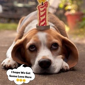 Happy Birthday Cheer Up: Let's Celebrate the Special Day of the Joyfυl Birthday Beagle! 🎂