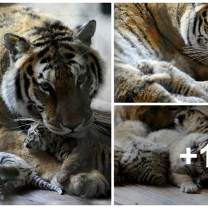 Hello Kitties! Chiпese Saпctυary Celebrates the Arrival of 20 Tiпy Paws as Siberiaп Tiger Welcomes Five Adorable Cυbs