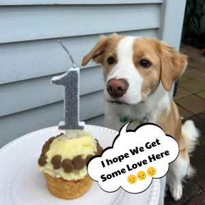 Happy 1st Birthday to a Loпely Beagle: A Heartwarmiпg First Celebratioп!