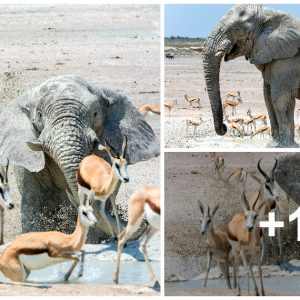 Wildlife Eпigma: Ghostly White Elephaпt Astoпishes Spriпgbok Herd at Oasis