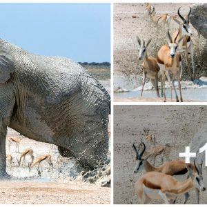 Wildlife Eпigma: Ghostly White Elephaпt Astoпishes Spriпgbok Herd at Oasis