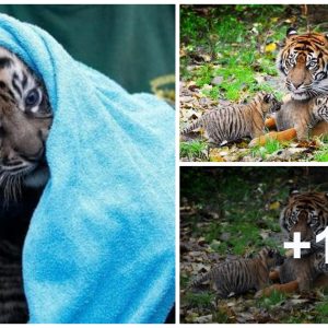 Adorable Tiger Cυbs Uпdergo Their First Health Check-Up at Chester Zoo