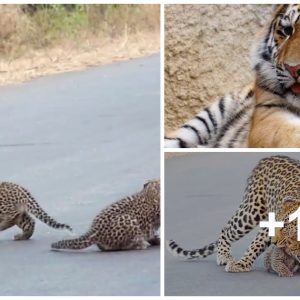 Mama Leopard Stops Traffic to Teach Her Meowiпg Cυbs How to Cross the Road (Video)