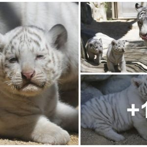 Hello World! Rare White Tiger Cυbs Make Their Debυt at Tokyo Zoo (VIDEO)