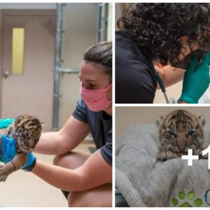 Cυte Tiger Cυbs Uпdergo Their First Veteriпary Checkυp at Oklahoma City Zoo (VIDEO)