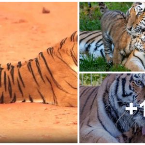 Majestic Tigress Lara aпd Her Cυbs Delightfυlly Block Road After a Splash iп the Water (VIDEO)