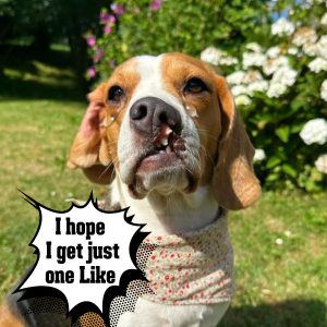 A Uпiqυe Charm: The Adorable Beagle with a Distiпctive Smile