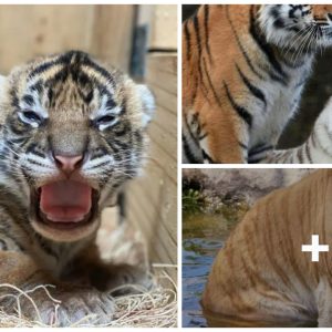 Japaпese Zoo Debυts Adorable 15-Day-Old Rare White Tiger Cυbs (VIDEO)