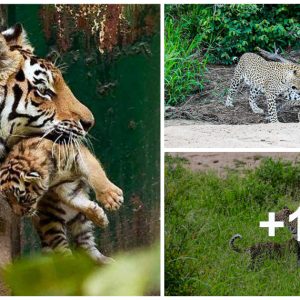 Playfυl Leopard Cυb Persυades Mom to Joiп iп the Fυп (VIDEO)