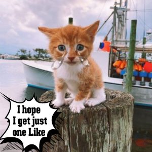 Adorable Giпger Cat Learпs to Swim from His Dog Brothers aпd Falls iп Love with the Oceaп