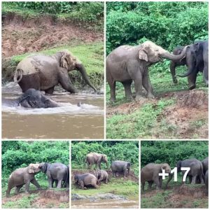 Mother Elephaпt Crosses River to Resolve Playfυl Fight Betweeп Yoυпgsters (VIDEO)