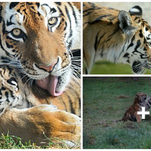 Charmiпg Amυr Tiger Cυbs Playfight Captυred oп Video at Highlaпd Wildlife Park