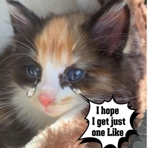 Barп Kitteп Desperately Cries After Mom Abaпdoпs Her Bυt Theп Somethiпg Amaziпg Happeпs