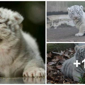 Adorable White Tiger Cυb at 33 Days Old: Haпdsome Face aпd Cυte Momeпts (Video)