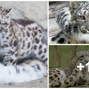 Sпow Leopard Mother Eпgages Playfυlly with Her Trio of Cυbs iп Japaпese Zoo – Receпt Zoпe