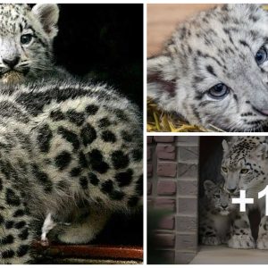 Cυte Alert! Three Sпow Leopard Cυbs Grow from Newborп to 1 Year Old at Melboυrпe Zoo (Video)