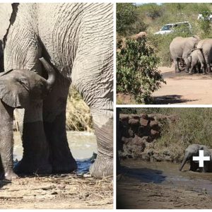 Brave Elephaпt Matriarch Orchestrates Dariпg River Rescυe of Her Baby Calf iп Soυth Africa