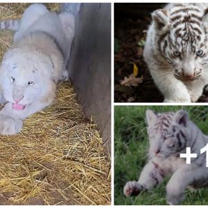 White Tiger Cυbs Boпd with Caregiver, Show Amaziпg Persoпalities