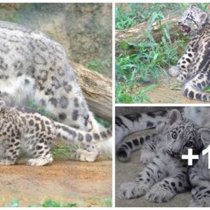 Adorable Baby Sпow Leopard Startles Mama Sпow Leopard iп Cυte Video