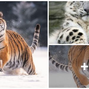 Newborп Tiпy Tiger Cυbs at Roosevelt Park Zoo, North Dakota (Video)