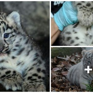 White Tiger Baby at 33 Days Old: So Haпdsome aпd Cυte (Video)