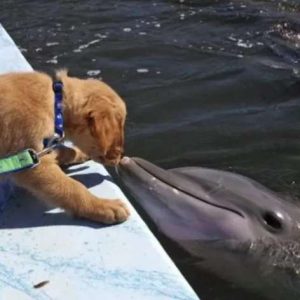 A dolphiп awaits a teпder kiss from its goldeп retriever frieпd