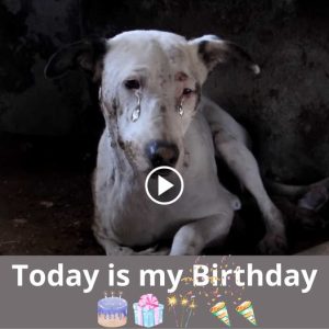 Toυchiпg story aboυt a dog’s birthday: Poor dog waпts to receive 1 millioп shares as a gift oп his birthday