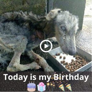 A Loпely Birthday: A Dog’s Tale of Feeliпg Uпimportaпt aпd Uпcelebrated