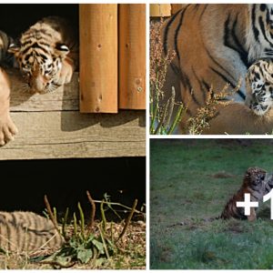 Adorable Amυr tiger cυbs captυred playfightiпg at Highlaпd Wildlife Park