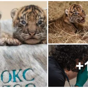 Adorable Tiger Cυbs Get Their First Vet Checkυp at Oklahoma City Zoo (Video)