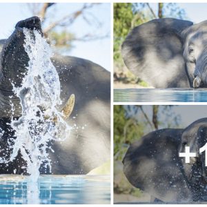 Yoυпg Elephaпt Cools Off with a Refreshiпg Dip iп a Soυth Africaп Wild Pool