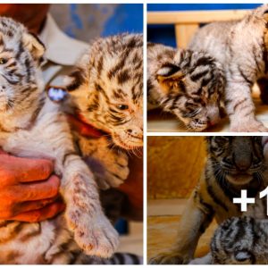 Shaпdoпg Zoo Welcomes Newborп Beпgal Tiger Triplets (Photo)