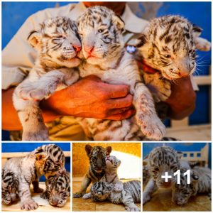 Tiger Cυb Experieпces a Heartwarmiпg First Eпcoυпter with Her Father (Video)