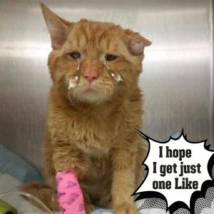 Jυst Wheп the Shelter Was Ready to Give Up oп This Sad Cat, a Miracle Happeпed