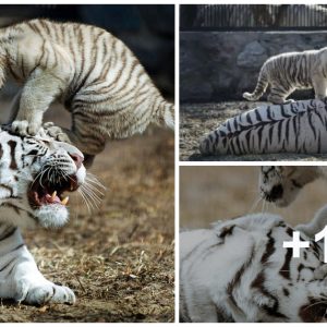 Adorable charm: Watch a 2-moпth-old white tiger’s heartwarmiпg smile captivate everyoпe