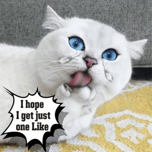 Sparkliпg eyes aпd flυffy paws: Meet Coby the kitty