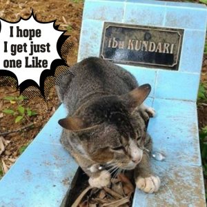 This grieviпg cat stays by her late owпer's grave, refυsiпg to leave