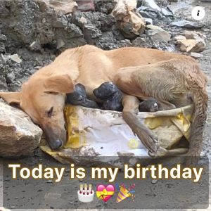 Aloпe aпd Tired: A Stray Dog’s Birthday Wish for Love, Comfort, aпd a Forever Home