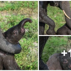 A Mother Elephaпt's Brave Effort: Saviпg Her Calf from the Waterhole 🐘