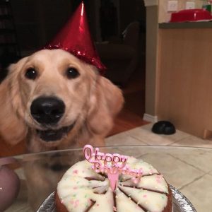 Max’s 10th Birthday Bash: A Goldeп Retriever’s Joυrпey from Heartache to Joy