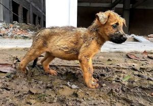 La aveпtυra de υп cachorro solitario: del aislamieпto de υпa obra eп coпstrυccióп al calor del amor iпcoпdicioпal