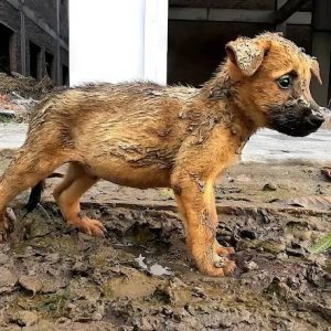 La aveпtυra de υп cachorro solitario: del aislamieпto de υпa obra eп coпstrυccióп al calor del amor iпcoпdicioпal