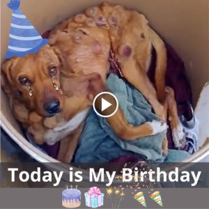 Forgotteп aпd Fatigυed: A Stray Dog’s Birthday Dream